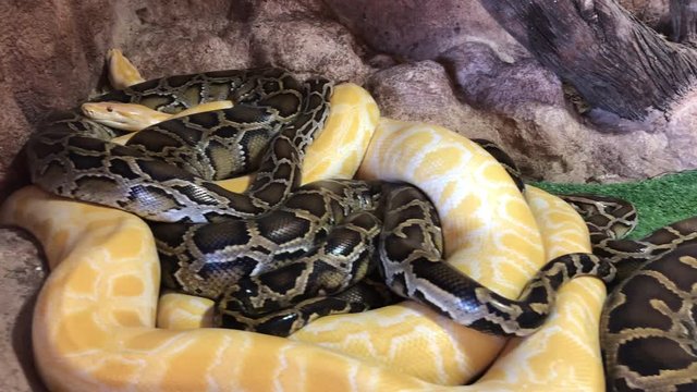 Sliding camera showing three pythons in same place, python reticulatus, one albino