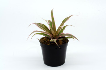Fototapeta na wymiar Bromeliad, Aechmea fasciata, urn plant on white background