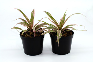 Fototapeta na wymiar Bromeliad, Aechmea fasciata, urn plant on white background