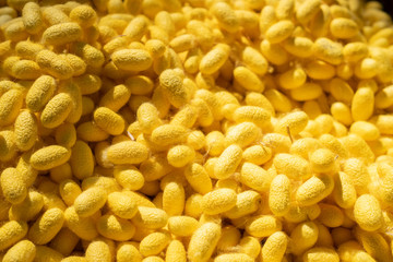 Natural silkworm shell (Cocoons) being a primary source producer of silk thread and silk fabric. silk processing