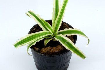 Bromeliad, Aechmea fasciata, urn plant on white background