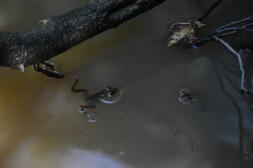 A frog floating in a stream next to a tree root