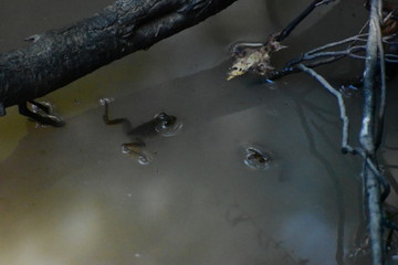 A frog floating in a stream next to a tree root