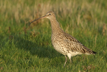 A stunning Curlew, Numenius arquata, feeding in marshland in the UK.	