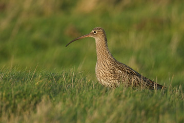 A stunning Curlew, Numenius arquata, feeding in marshland in the UK.	