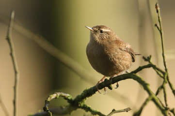 Obraz premium A sweet Wren, Troglodytes troglodytes, perched on a branch in a tree. It is hunting for insects to eat.