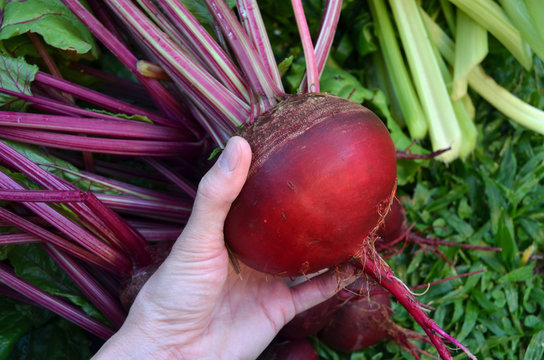 Cosechando remolachas de la huerta