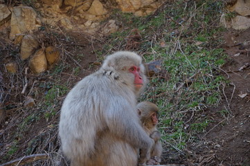 日本猿 snow monkey