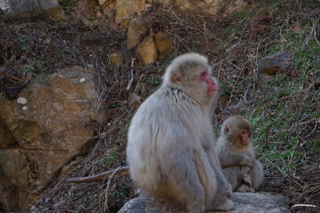 日本猿 snow monkey