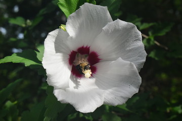 A honey bee pollinating a white flower