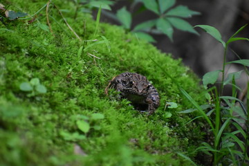 A frog sitting on a bed of moss