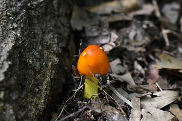 An orange mushroom growing through leaves next to a tree root