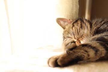 窓際で日向ぼっこ中の猫アメリカンショートヘアー