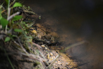 A frog sitting on the edge of a stream