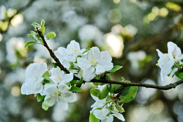 Apple blossom in spring season with bokeh background.