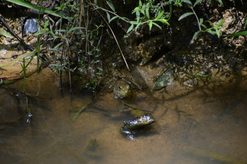 A frog sitting on the edge of a stream