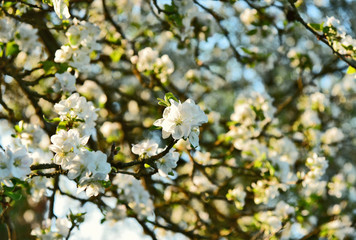 Apple Blossoms tree