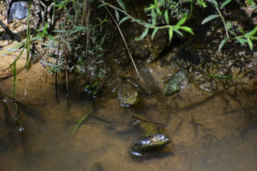 A frog sitting on the edge of a stream