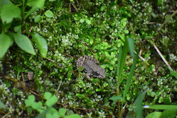 Fototapeta premium spotted brown frog sitting on a bed of moss