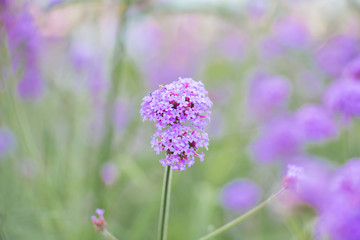 Purple verbina flower in the garden