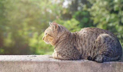 Obraz premium picture of a gray striped cat sitting on the wall of the house