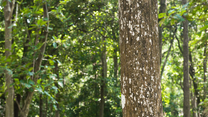 Teak tree in the forest