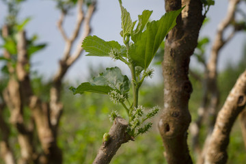 Close up unripe and green  mulberry on its branch.