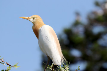 Closeup of a Bird