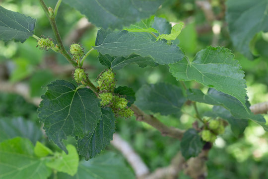 Close up unripe and green  mulberry on its branch.