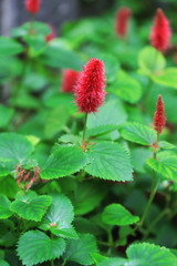 red flower in garden