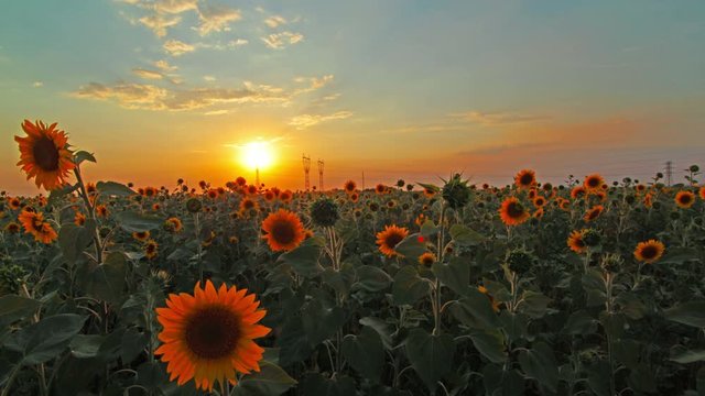 flowering sunflowers. 4K. FULL HD, 4096x2304.