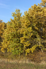 Autumn forest dominated by autumn with an abundance of Golden-yellow colors and sunlight.