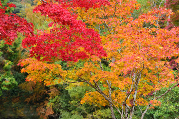 Fall colours at Minoo Park in Osaka, Japan
