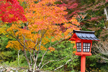 Red lantern in autumn season in the japanese garden in Minoo park, Japan