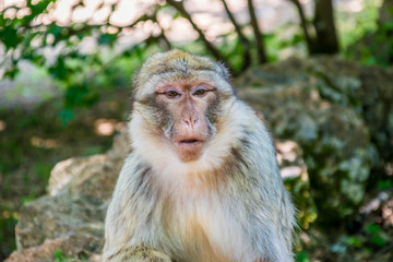 Macaque de Barbarie
