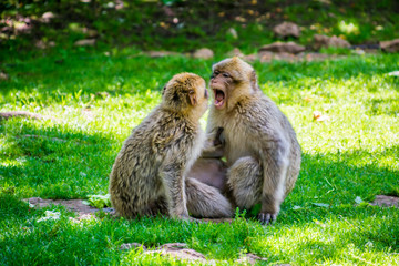 Macaque de Barbarie