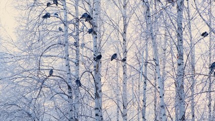 gray pigeons stood on a branch with white snow. A flock of birds close-up. animals in the winter season. Frosty trees in frosty winter.