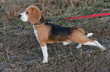 Beagle ready to hunt