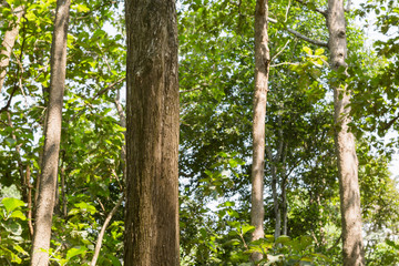 Teak tree in the forest