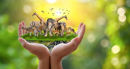 Fotobehang Concept Nature reserve conserve Wildlife reserve tiger Deer Global warming Food Loaf Ecology Human hands protecting the wild and wild animals tigers deer, trees in the hands green background Sun light © sarayut_sy