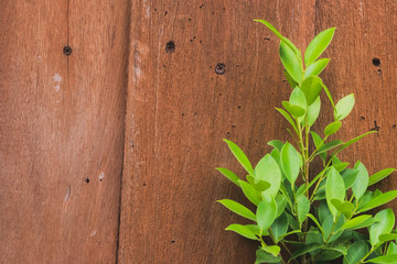 Green leaves behind the old wood.