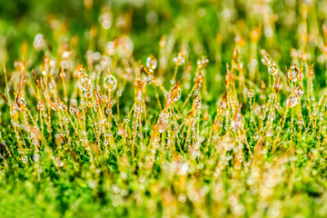 Water drops on the grass.