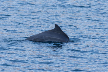 Indo-pacific humpback dolphins (sousa chinensis) in Musandam, Oman near Khasab in the Fjords jumping in and out of the water by Dhow Boats.