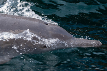 Close up of Indo-pacific humpback dolphins (sousa chinensis) in Musandam, Oman near Khasab in the Fjords jumping in and out of the water by Dhow Boats.