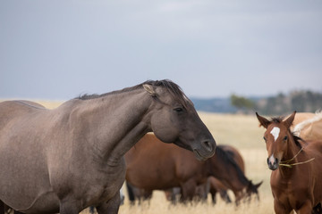 Horse Portrait