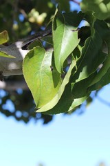 Know commonly as Callery Pear, botanically as Pyrus Calleryana, this plant has been heavily cultivated beyond its native range of China, including here, in the City of Palm Springs.