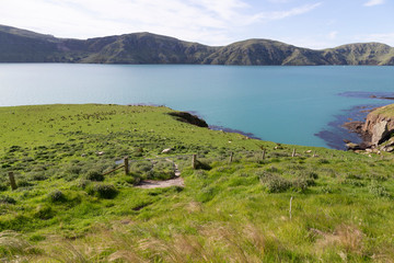 Late afternoon. Akaroa, New Zealand.