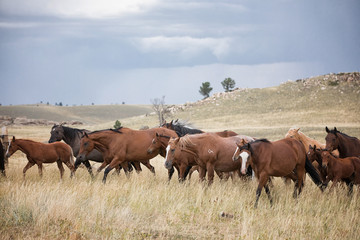 Horse Herd