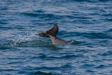 Indo-pacific humpback dolphins (sousa chinensis) showing tail fin in Musandam, Oman near Khasab in the Fjords jumping in and out of the water by Dhow Boats.