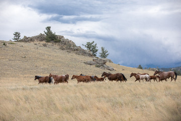 Horse Herd